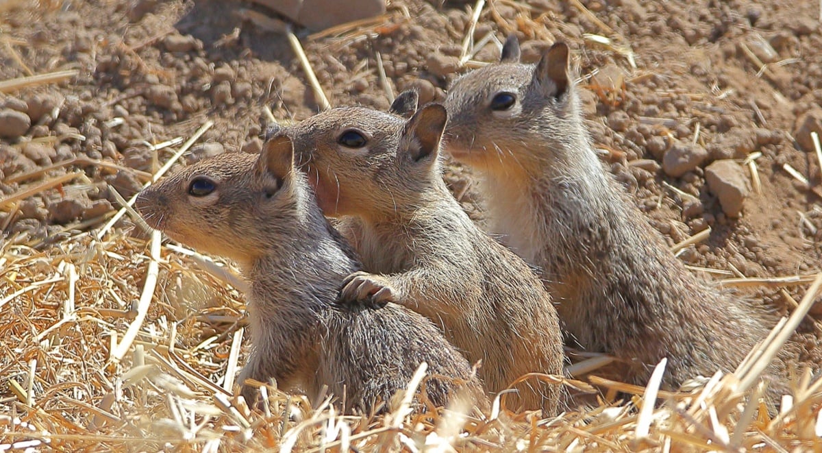 the-secret-lives-of-squirrels